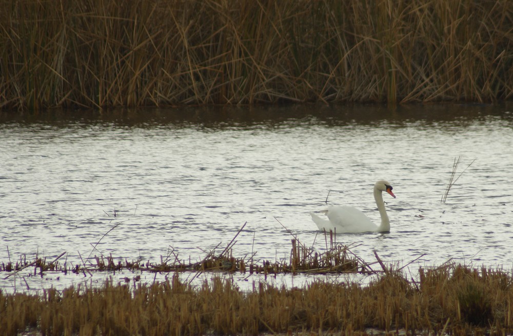 cigno al c.h.m.